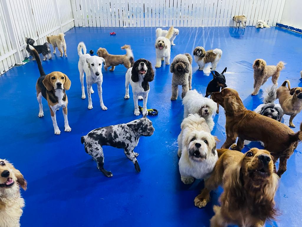 My Buddy Pet Care Best pet care in Dubai